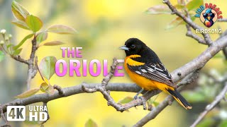 An Oriole Symphony: Witnessing the Beauty of the Orioles Song in Nature(4K)