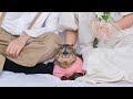 【結婚式準備】夫婦の前撮りにまさかのモデル顔で参加してくれた猫が優秀すぎましたw