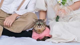 【結婚式準備】夫婦の前撮りにまさかのモデル顔で参加してくれた猫が優秀すぎましたw