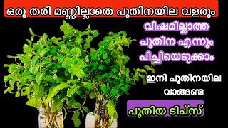 How To Grow Pudina At Home | പുതിന വളർത്താനുള്ള ടിപ്സ് | How To Grow Mint At Home| Mint Farming Tips