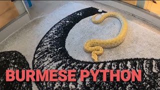 Burmese Python and Green Anaconda NEW CAGE Upgrade