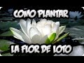 Como Plantar La Flor De Loto || La Huertina De Toni
