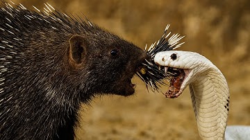 Ultimate Wildlife Showdown: Porcupine Locks Horns with Deadly Cobra!