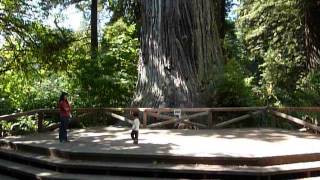 vitus 2012 0902 big tree 2