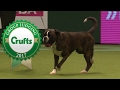 Working Group Judging and Presentation | Crufts 2017