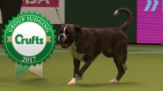 Working Group Judging and Presentation | Crufts 2017