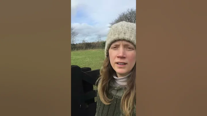 Seven Jacob sheep run for their tasty hay #shorts