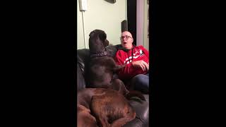 Puppy talks to Daddy #puppy #asmr #dog #cachorro #doglover #chocolate #labrador #funnydog #cutebaby