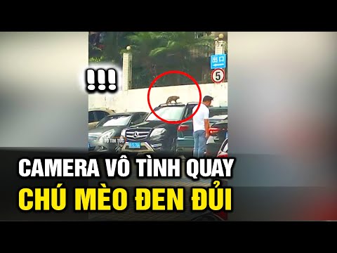 Video Camera vô tình quay được cảnh chú mèo 