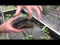 Red Eared Sliders: What You Need to Know