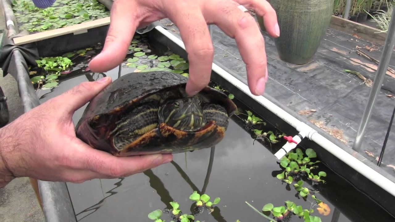 How to Surrender Red Eared Slider Turtle Phoenix Tiger? 2