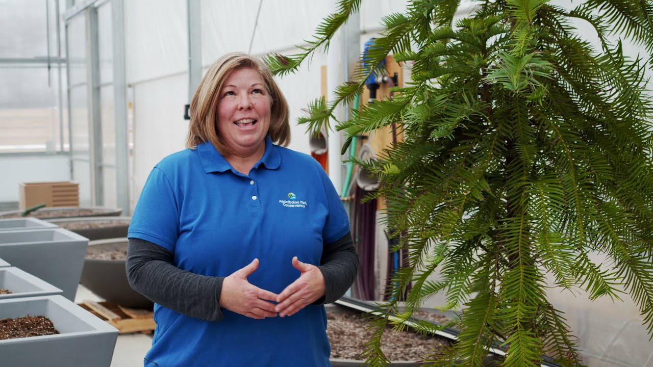 Spotlight on the Wollemi Pine