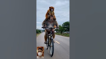 Monyet lucu naik sepeda #monkey #monyet #monyetlucu #cutemonkey #lucu #kocak #ngakak #funny #fizza