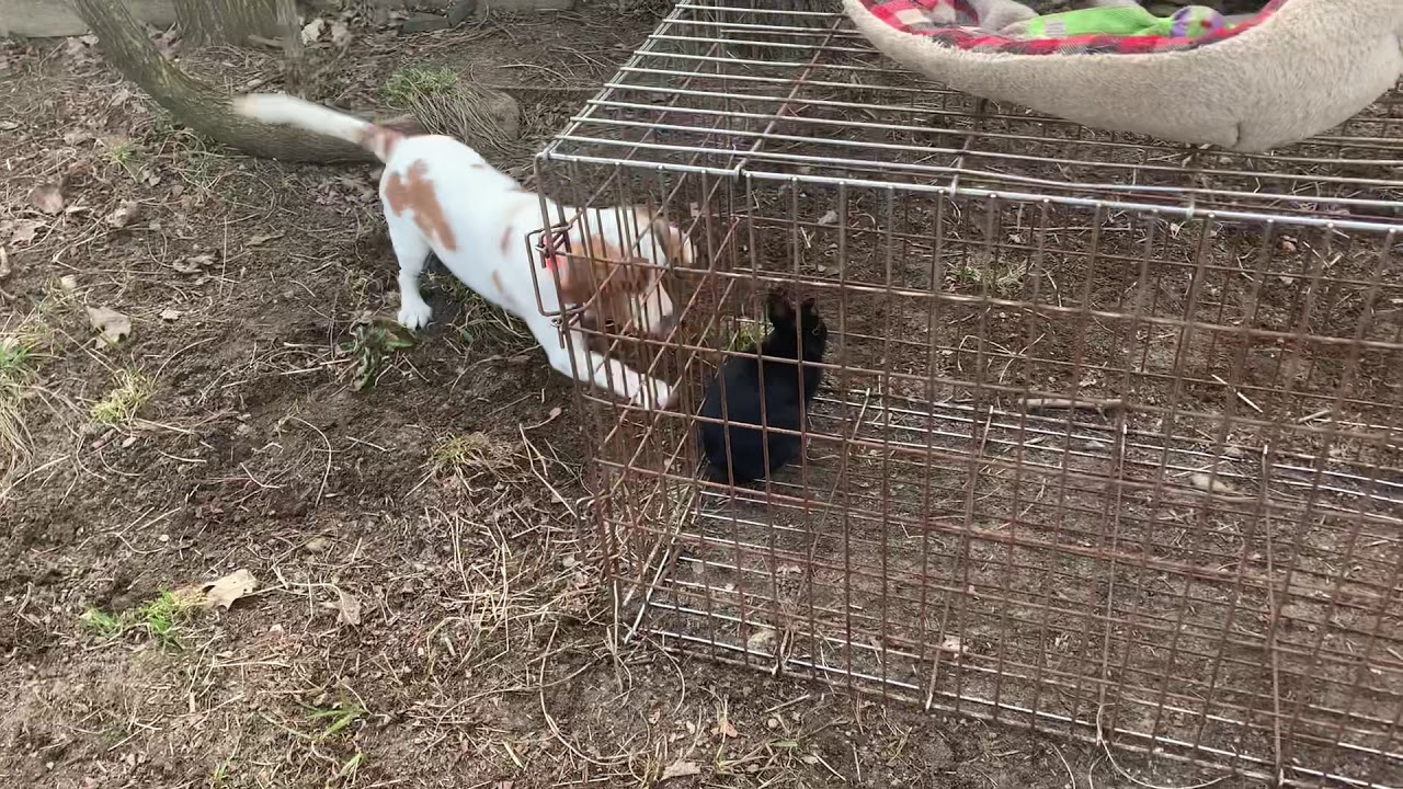 GET THAT RABBIT! - YouTube
