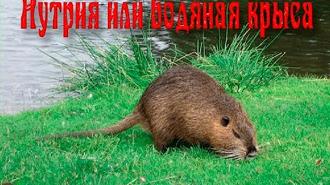 Нутрия или водяная крыса.Мир животных.