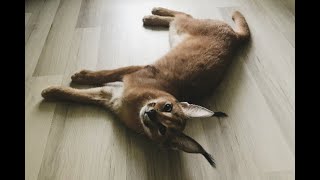 Baby Floppa Jane Kerr : Caracal