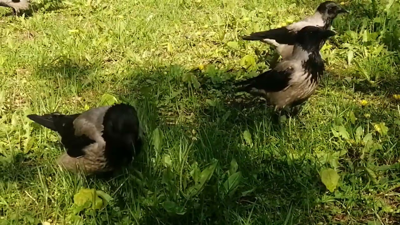 Ссыльные вороны в зелёном раю / Exiled crows in green paradise