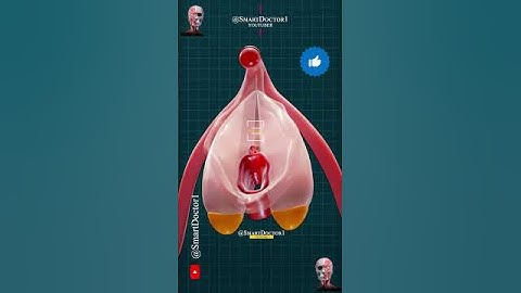 CIit-oris Anatomy ⚡– Educational
