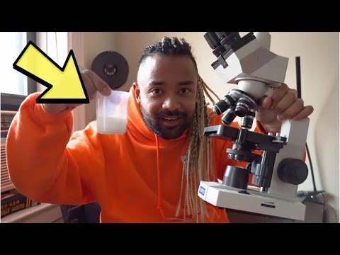 Sperm Under The Microscope