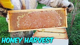 Honey Harvest 2018 - Part 1