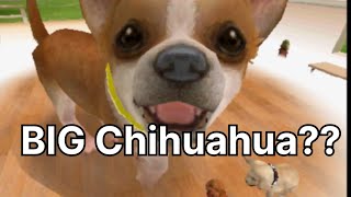 Little Chihuahua wants to be BIG! But is it worth it? Nintendogs