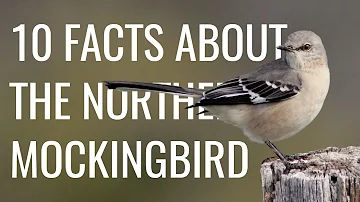 10 Facts About the Northern Mockingbird (Call/Song, Behavior, Pop Culture, etc.)