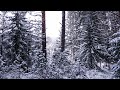 Snowflakes are slowly tumbling on a spruce forest in winter - slow motion nature relaxation