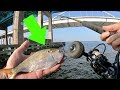 Using Giant Baits for Bridge Monsters