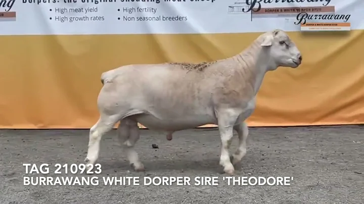 THEODORE
