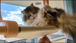 ハンモックで遊んでいたら愛猫がとんでもない物を食べ始めました… by スコまる。 581 views 3 months ago 5 minutes, 47 seconds