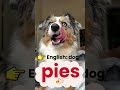 🐕 Polish Word of the Day: “Dog”! Easy &amp; cute lesson ❤️