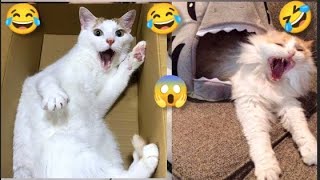 Funny Cat and Dog videos 🤣 Funniest Animal video 🤣#trending