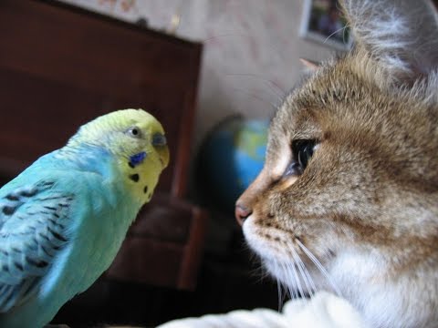 Super Purrrrsistent Parrot Tries To Involve Cat Into Conversation