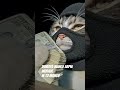 paissaaa#funny#cats#animal#animallovers#cats#funnyshorts