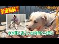 引退目前‼ 涙なしでは語れない盲導犬氷次郎と過ごした8年間への想い