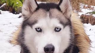 Crisis? Wear Your Leather Jacket With The Fur On Top