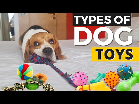 Video: 6 dôvodov, prečo psy pochujú svoje jedlo, pochutiny a hračky