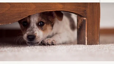 From Animal Abuse to Domestic Violence: The Disturbing Connection