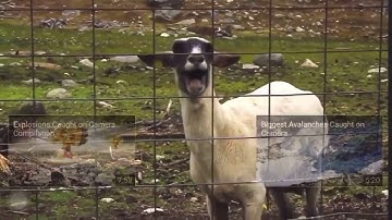 The Screaming sheep: Very Hilarious moment