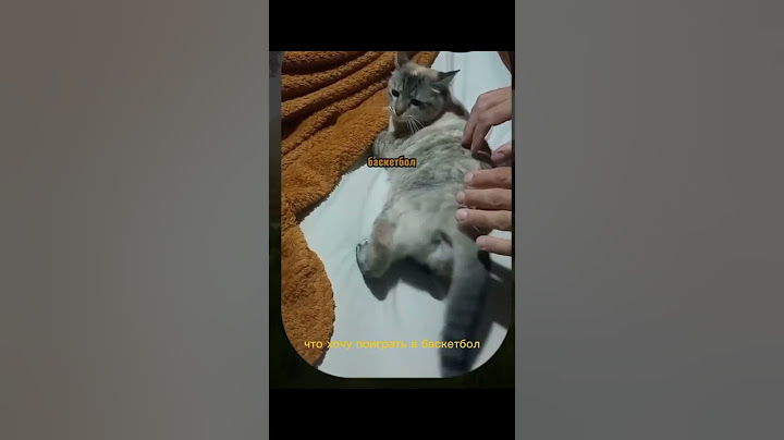 Вирусные видео /Кот ставит мировой рекорд 😅