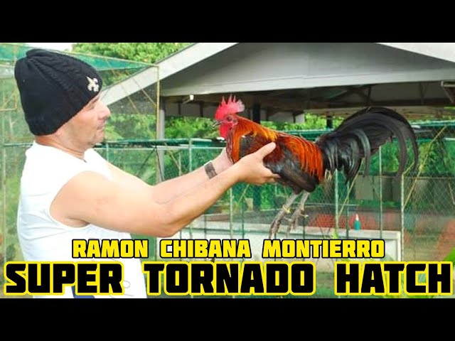 Super Tornado Hatch - Mt.Banahaw Gamefarm - Ramon Chibana Montierro - Quezon Philippines class=