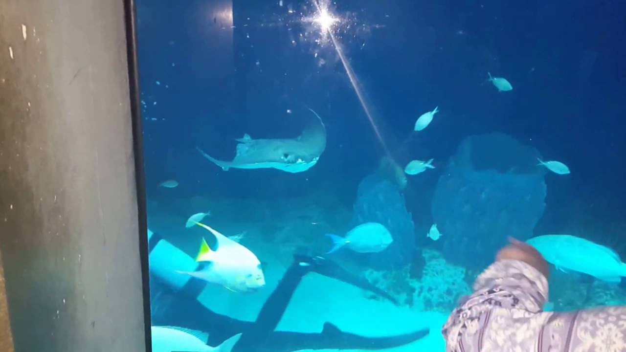 Baltimore Aquarium YouTube
