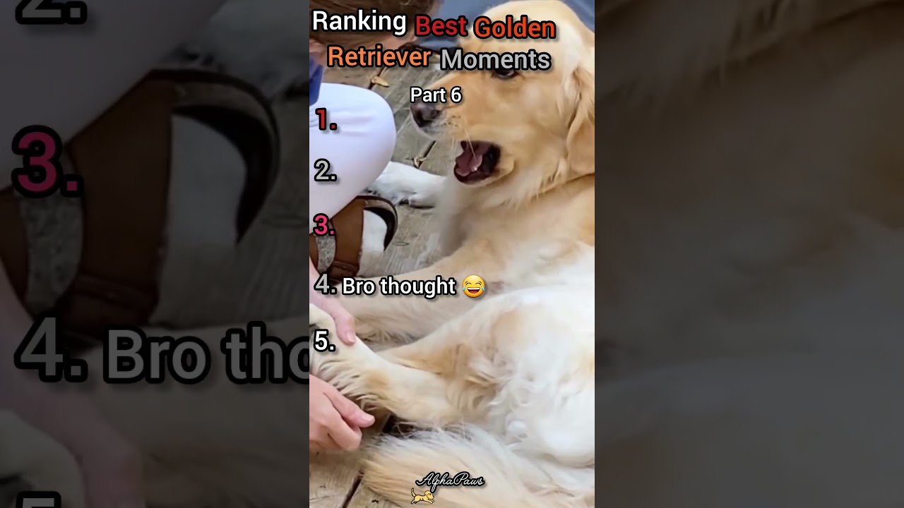 Best Golden Retriever Moments 😁 Part 6