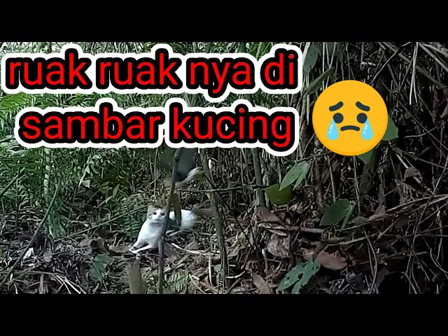 Ruak-ruak nya di serang kucing ganas class=