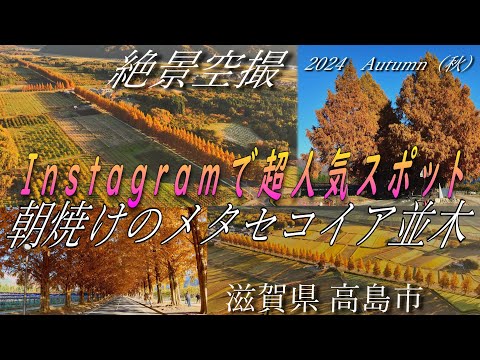 【絶景空撮】Instagramで超人気ｽﾎﾟｯﾄ 朝焼けのメタセコイア並木 2024 秋 PartⅡ2 4K ULTRA HD [Breathtaking aerial shots]