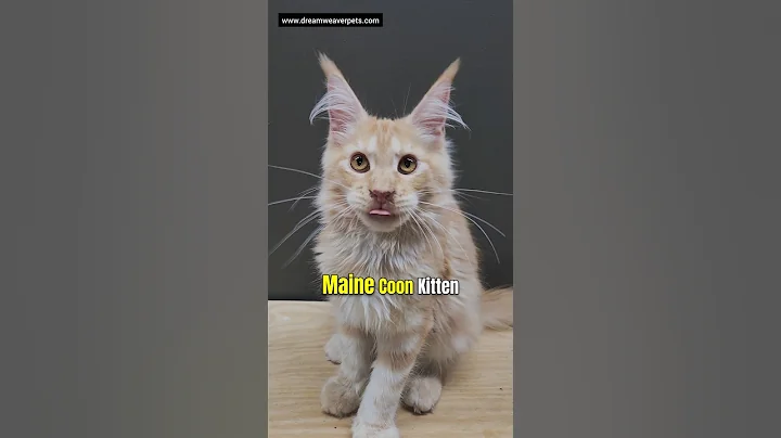 Watch the video about Could You Love This Crazy Cute Maine Coon Princess? 👑🐾