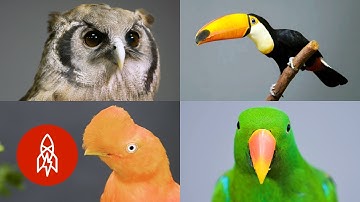 Flying High With Our Feathered Friends