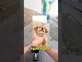 Mama İçin Mankenlik Yapan Tatlı Sokak Köpeği 🐕