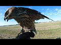 The falconer – how birds help NATO’s Air Policing mission