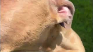 Download lagu 'I just want some help and love...' - Stray Rescue of St.Louis